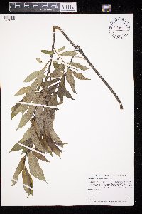Salix serissima image