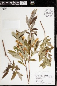 Salix serissima image