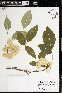 Ptelea trifoliata image