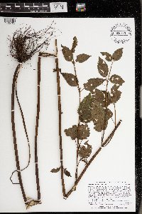 Agastache nepetoides image