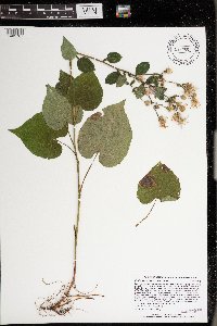 Image Associated With the Occurrence