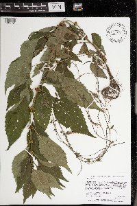 Lycopus virginicus image