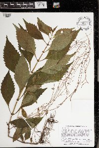 Lycopus virginicus image