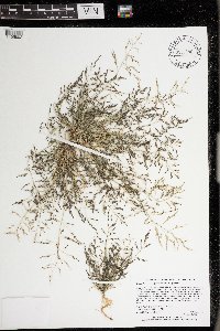 Eragrostis pectinacea image