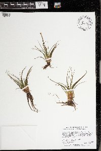 Isoetes echinospora image