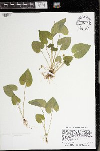 thumbnail image of current specimen