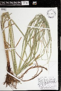 Carex trichocarpa image