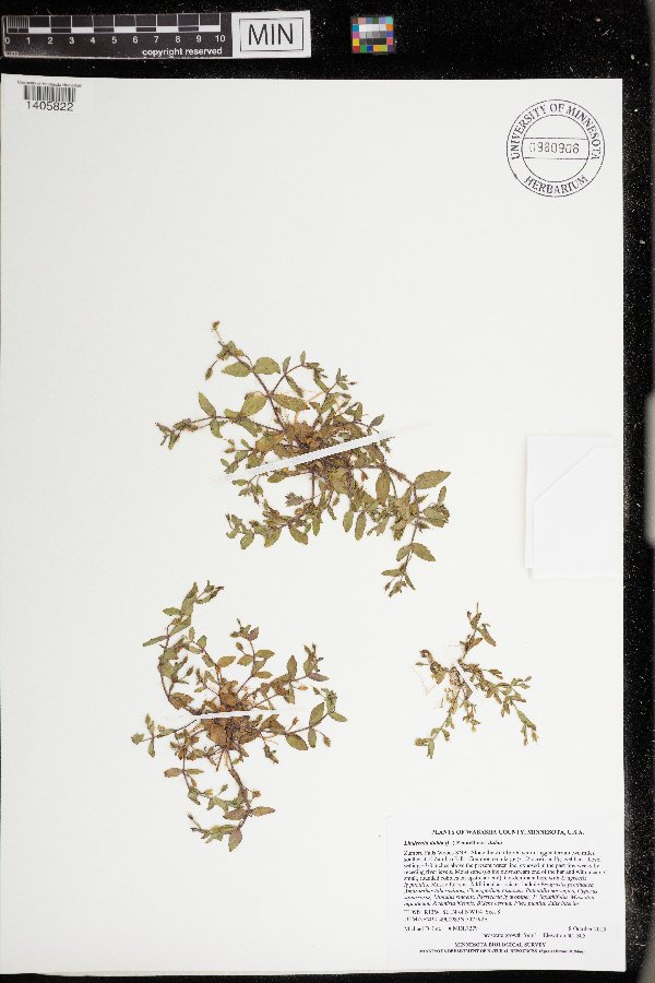 Lindernia image