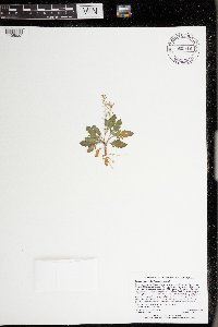 Rorippa palustris subsp. palustris image