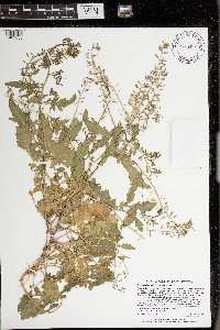 Rorippa palustris subsp. palustris image