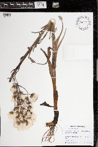 Petasites frigidus var. sagittatus image
