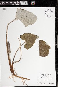 Petasites frigidus var. sagittatus image