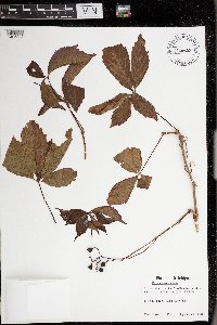 Parthenocissus inserta image
