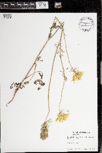 Daucus carota image