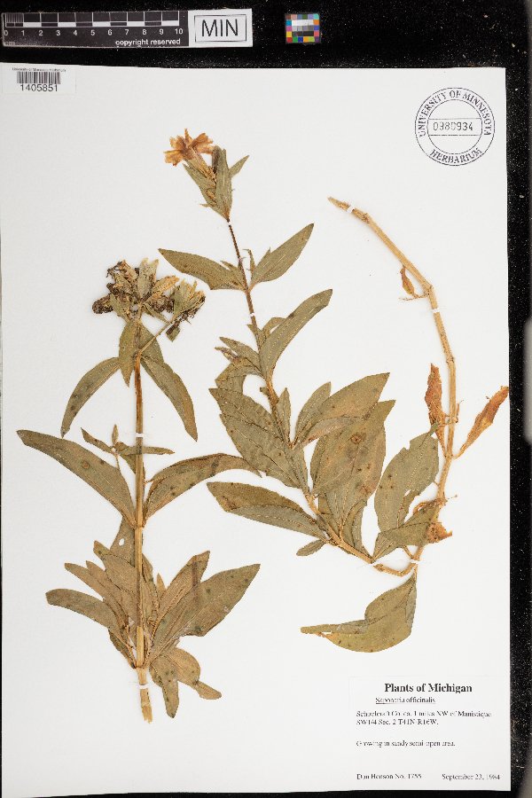 Saponaria officinalis image