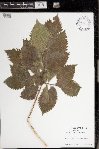 Image Associated With the Occurrence