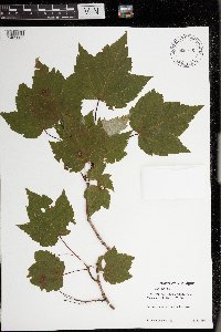 Acer rubrum image