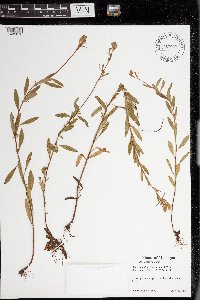 Oenothera perennis image