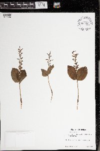 Media resource of Listera auriculata