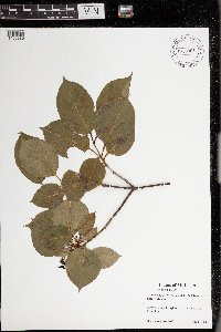 Viburnum lentago image