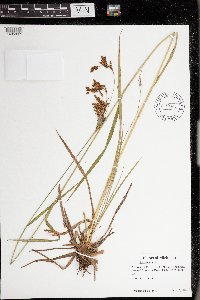 Scirpus pendulus image