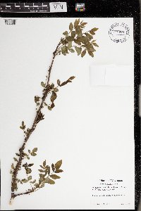 Zanthoxylum americanum image
