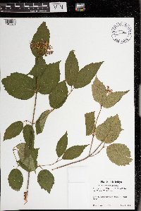 Viburnum rafinesquianum image