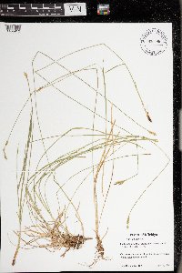 Carex bromoides image
