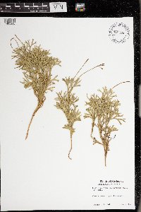 Diphasiastrum complanatum image