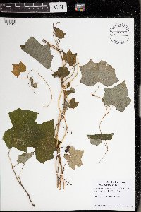 Menispermum canadense image