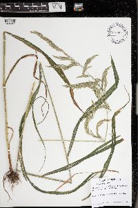 Cinna arundinacea image