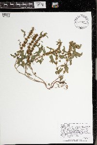 Rumex fueginus image