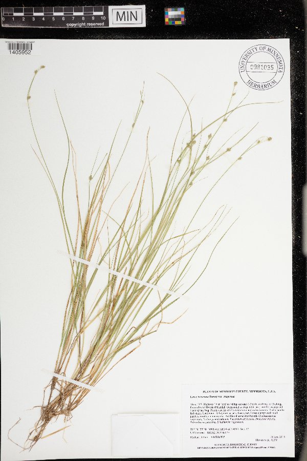 Carex trisperma var. trisperma image