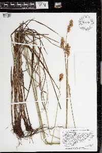 Carex merritt-fernaldii image