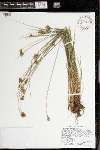 Carex scoparia image