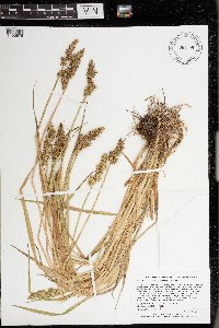 Carex stipata var. stipata image