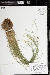 Carex canescens image