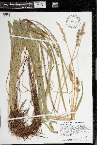 Carex stipata var. stipata image