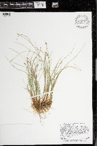 Carex leptalea image