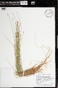 Carex pauciflora image