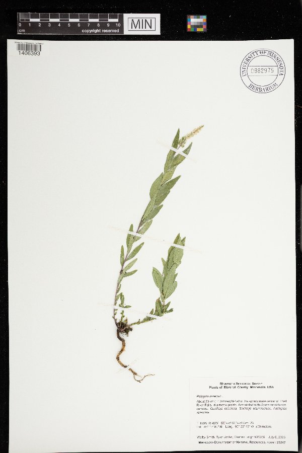 Polygala senega image