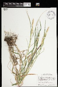 Elymus virginicus image