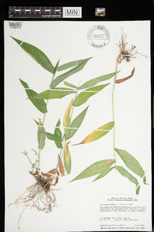 Dichanthelium latifolium image