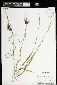 Cinna arundinacea image