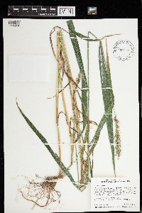 Elymus virginicus image