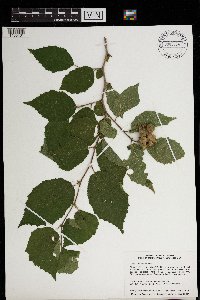 Corylus americana image