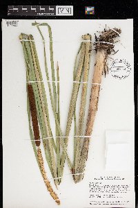 Typha angustifolia image