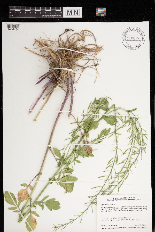 Barbarea vulgaris image