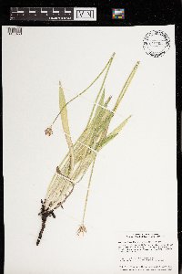 Agoseris glauca var. glauca image