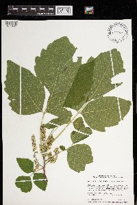 Toxicodendron radicans image